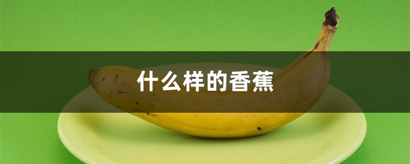 什么样的香蕉,香蕉的图片 什么样的香蕉,香蕉的图片