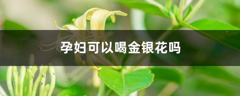 孕妇可以喝金银花吗,婴儿可以喝金银花水吗 孕妇可以喝金银花吗,婴儿可以喝金银花水吗