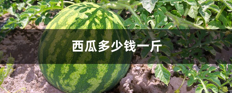 西瓜多少钱一斤,西瓜照片 西瓜多少钱一斤,西瓜照片