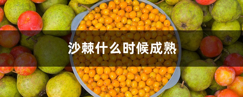 沙棘什么时候成熟,沙棘成熟了是什么样子 沙棘什么时候成熟,沙棘成熟了是什么样子