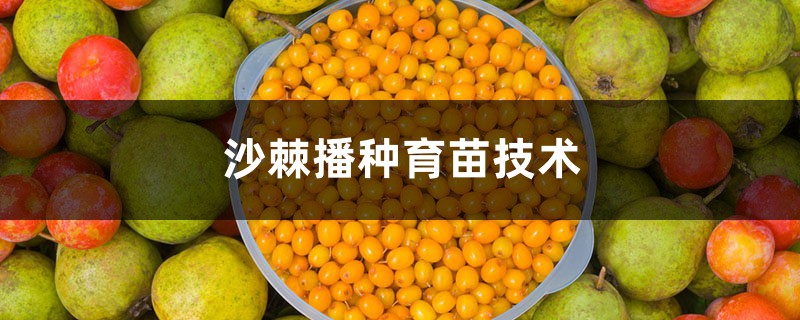 沙棘播种育苗技术,沙棘播种时间 沙棘播种育苗技术,沙棘播种时间