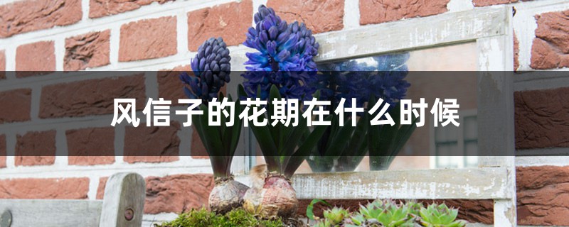 风信子的花期在什么时候,风信子不开花的原因 风信子的花期在什么时候,风信子不开花的原因
