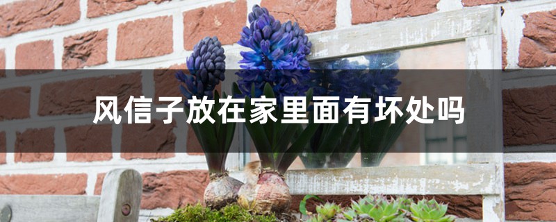风信子放在家里面有坏处吗,家中养护的注意事项 风信子放在家里面有坏处吗,家中养护的注意事项