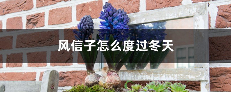 风信子怎么度过冬天,冬天会被冻死吗 风信子怎么度过冬天,冬天会被冻死吗