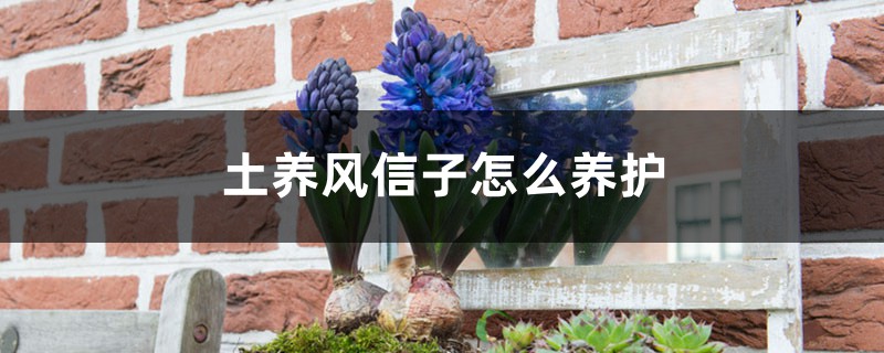 土养风信子怎么养护,有什么注意事项 土养风信子怎么养护,有什么注意事项