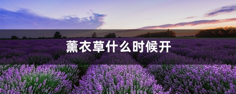 薰衣草什么时候开,薰衣草花期几天 薰衣草什么时候开,薰衣草花期几天