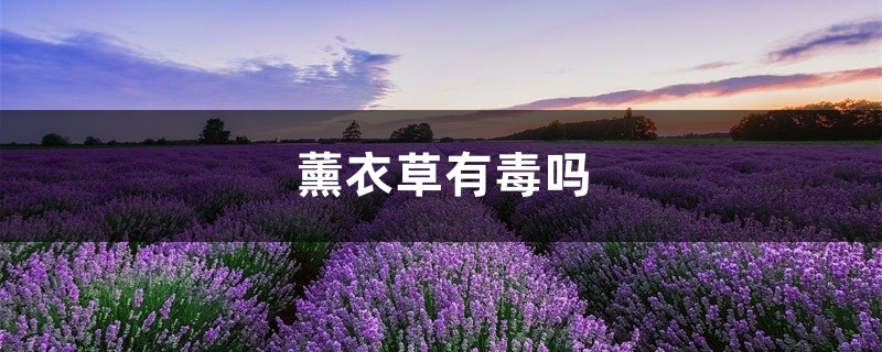 薰衣草有毒吗,薰衣草可以放在卧室吗 薰衣草有毒吗,薰衣草可以放在卧室吗