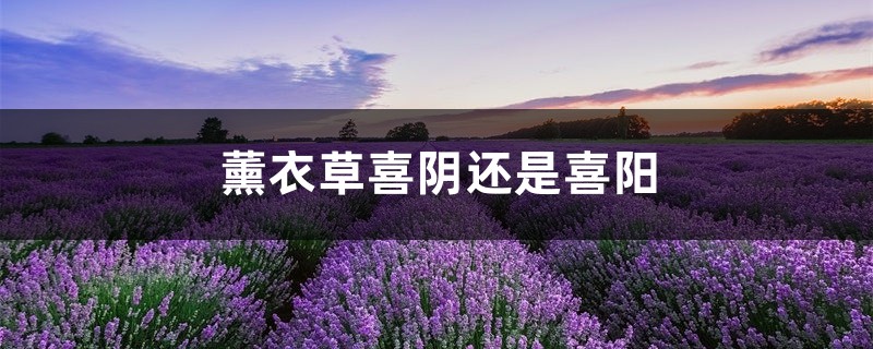 薰衣草喜阴还是喜阳,薰衣草需要晒太阳吗 薰衣草喜阴还是喜阳,薰衣草需要晒太阳吗