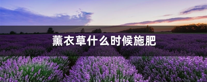 薰衣草什么时候施肥,薰衣草怎么施肥 薰衣草什么时候施肥,薰衣草怎么施肥
