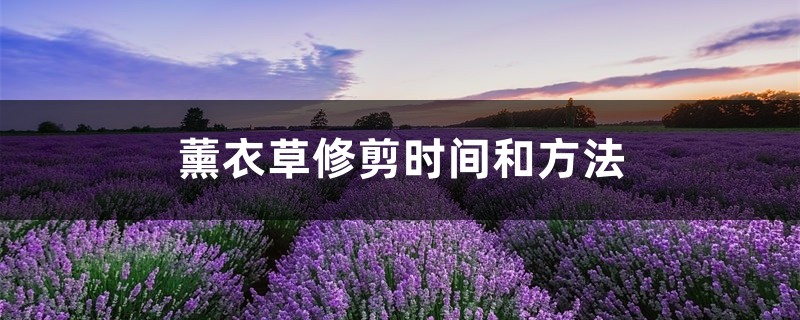 薰衣草修剪时间和方法,薰衣草什么季节修剪 薰衣草修剪时间和方法,薰衣草什么季节修剪