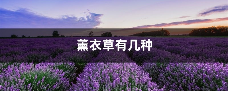 薰衣草有几种,薰衣草有多少种类 薰衣草有几种,薰衣草有多少种类
