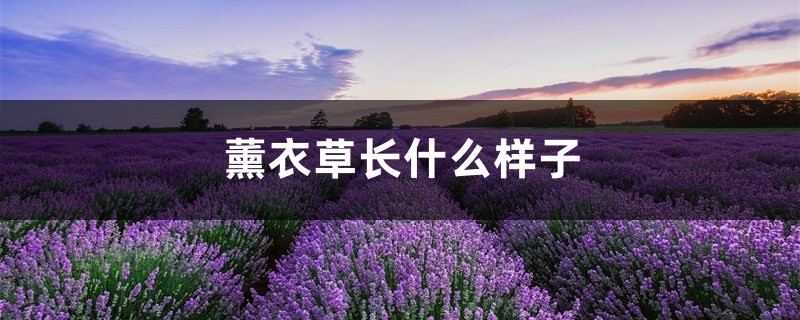 薰衣草长什么样子,薰衣草的介绍和特点 薰衣草长什么样子,薰衣草的介绍和特点