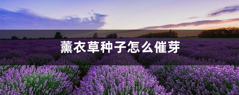 薰衣草种子怎么催芽,薰衣草种子要泡吗 薰衣草种子怎么催芽,薰衣草种子要泡吗