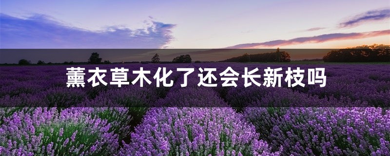 薰衣草木化了还会长新枝吗,薰衣草木质化修剪 薰衣草木化了还会长新枝吗,薰衣草木质化修剪