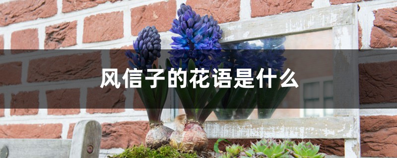 风信子的花语,风信子花图片 风信子的花语,风信子花图片