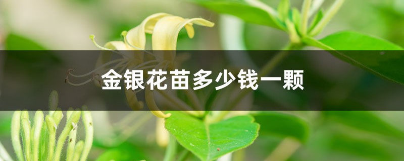金银花苗多少钱一棵,怎么种植 金银花苗多少钱一棵,怎么种植