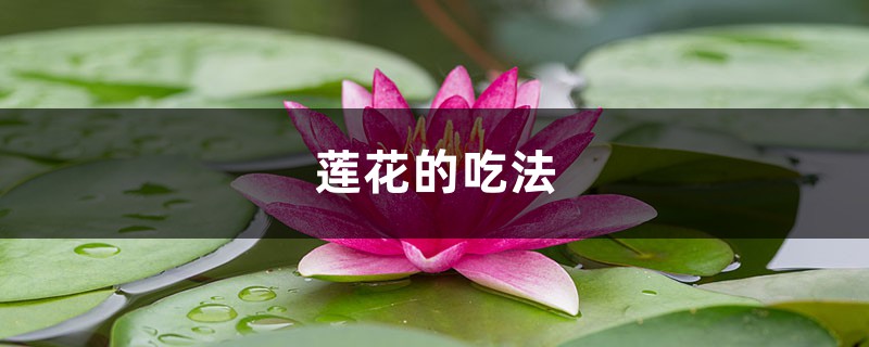 莲花的吃法,吃莲花对身体好吗 莲花的吃法,吃莲花对身体好吗