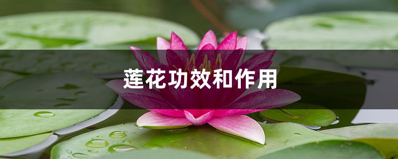 莲花功效和作用,莲花能吃吗 莲花功效和作用,莲花能吃吗