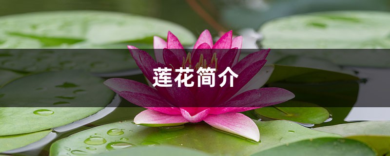 莲花简介,莲花有毒吗 莲花简介,莲花有毒吗