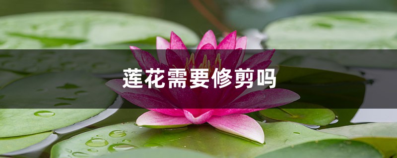莲花需要修剪吗,莲花如何修剪 莲花需要修剪吗,莲花如何修剪