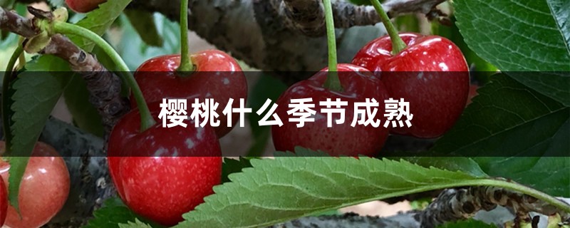 樱桃什么季节成熟,樱桃图片 樱桃什么季节成熟,樱桃图片