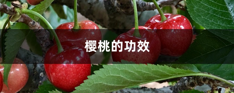樱桃的功效与作用,樱桃图片 樱桃的功效与作用,樱桃图片