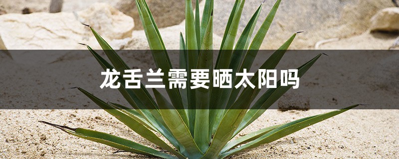 龙舌兰需要晒太阳吗,需要修剪吗 龙舌兰需要晒太阳吗,需要修剪吗