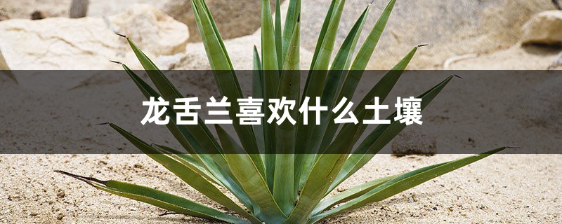 龙舌兰喜欢什么土壤,喜欢阳光吗 龙舌兰喜欢什么土壤,喜欢阳光吗