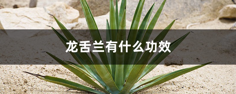 龙舌兰有什么功效,龙舌兰有没有毒 龙舌兰有什么功效,龙舌兰有没有毒