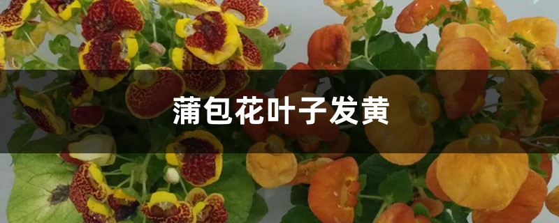 蒲包花黄叶的原因和处理办法 蒲包花黄叶的原因和处理办法
