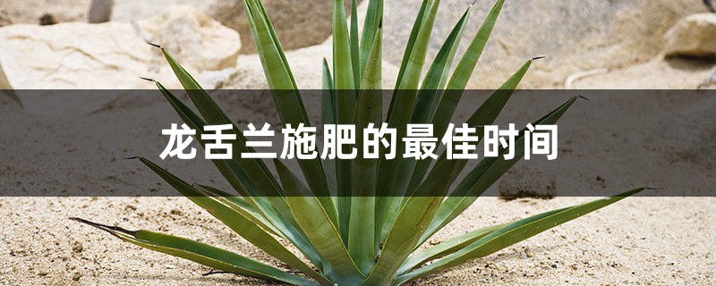 龙舌兰施肥的最佳时间,龙舌兰施肥方法 龙舌兰施肥的最佳时间,龙舌兰施肥方法