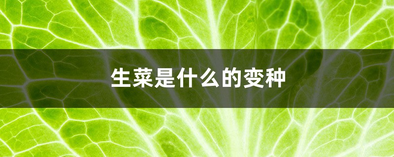 生菜是什么的变种,露地生菜浇水的时间多久浇一次 生菜是什么的变种,露地生菜浇水的时间多久浇一次