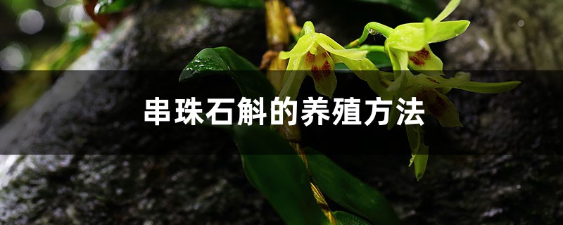 串珠石斛的养殖方法和注意事项 串珠石斛的养殖方法和注意事项