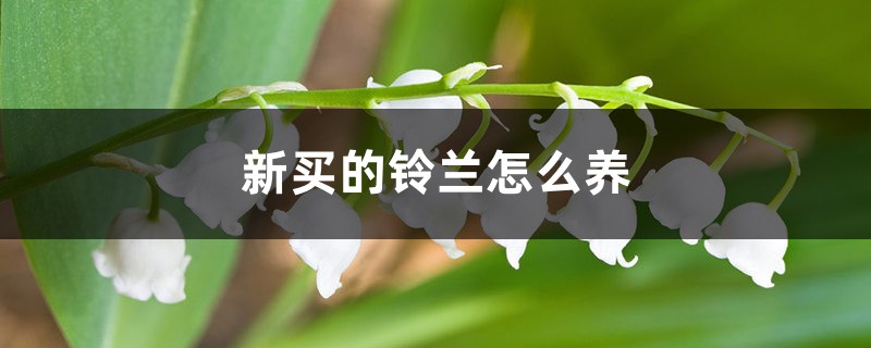 新买的铃兰怎么养 新买的铃兰怎么养