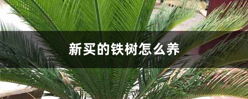 新买的铁树怎么养 新买的铁树怎么养