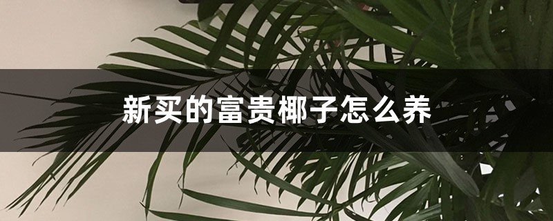 新买的富贵椰子怎么养 新买的富贵椰子怎么养