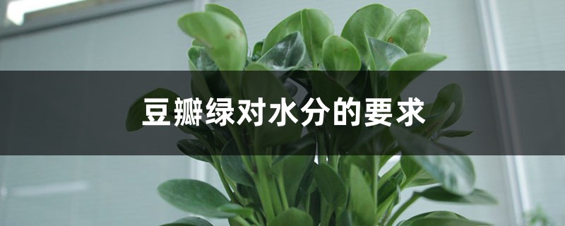 豆瓣绿对水分的要求 豆瓣绿对水分的要求