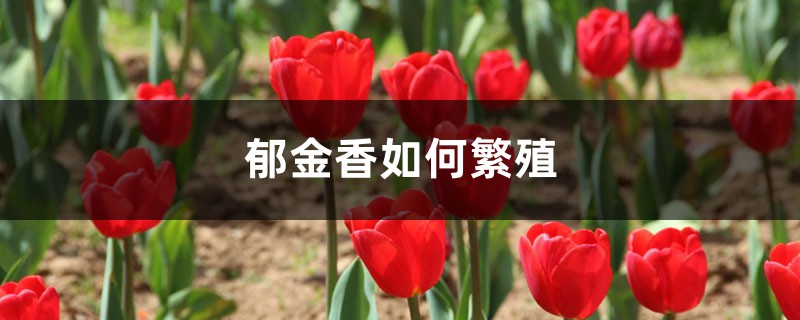郁金香如何繁殖,郁金香主要繁殖方式 郁金香如何繁殖,郁金香主要繁殖方式