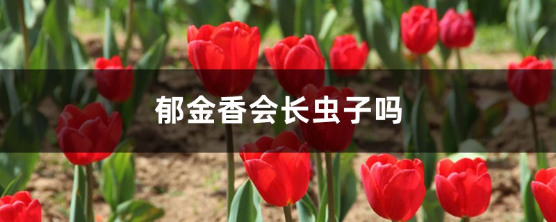 郁金香会长虫子吗,郁金香病虫害 郁金香会长虫子吗,郁金香病虫害