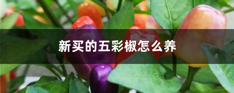 新买的五彩椒怎么养 新买的五彩椒怎么养