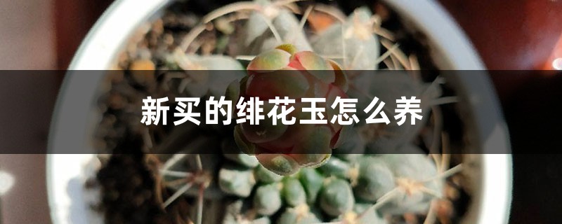 新买的绯花玉怎么养 新买的绯花玉怎么养
