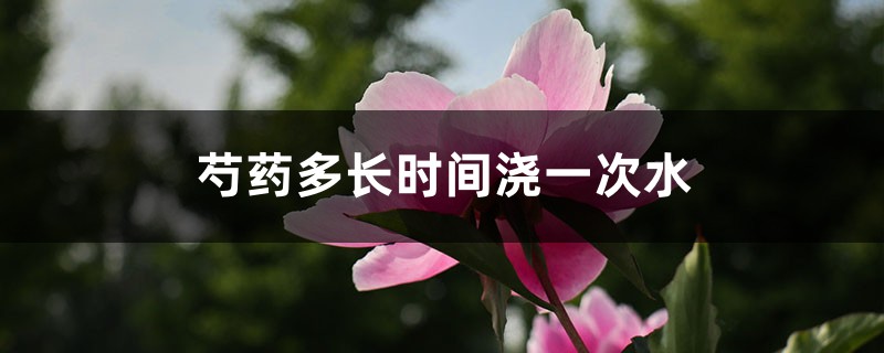 芍药多长时间浇一次水,芍药花什么时候浇水 芍药多长时间浇一次水,芍药花什么时候浇水