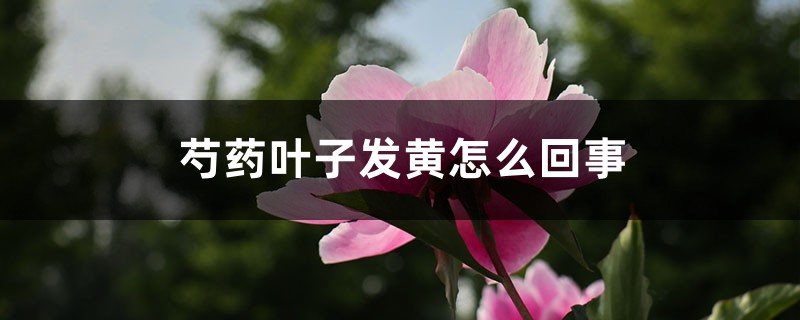 芍药叶子发黄怎么回事,芍药叶子枯萎 芍药叶子发黄怎么回事,芍药叶子枯萎