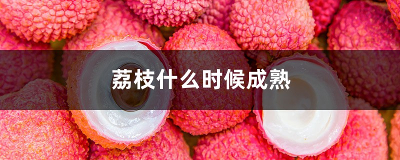 荔枝什么时候成熟,几月份上市 荔枝什么时候成熟,几月份上市
