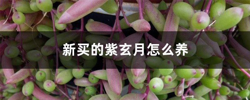 新买的紫玄月怎么养 新买的紫玄月怎么养
