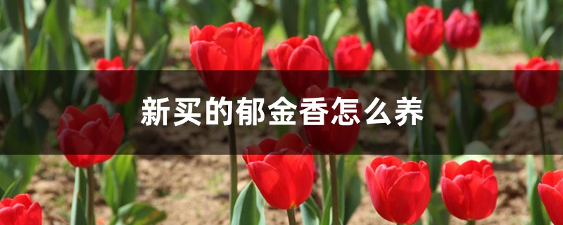 新买的郁金香怎么养 新买的郁金香怎么养