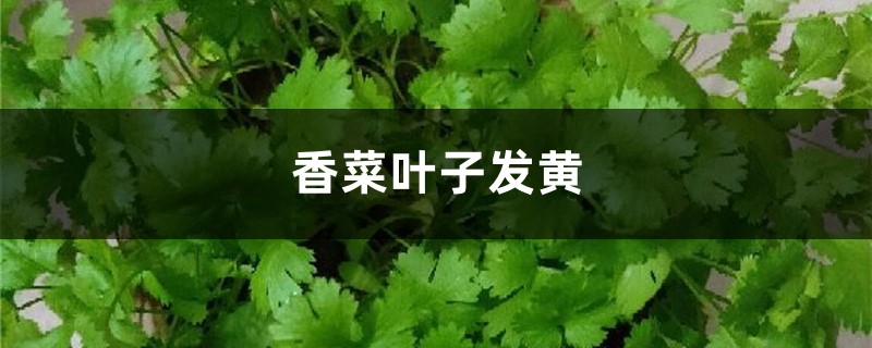 香菜黄叶的原因和处理办法 香菜黄叶的原因和处理办法