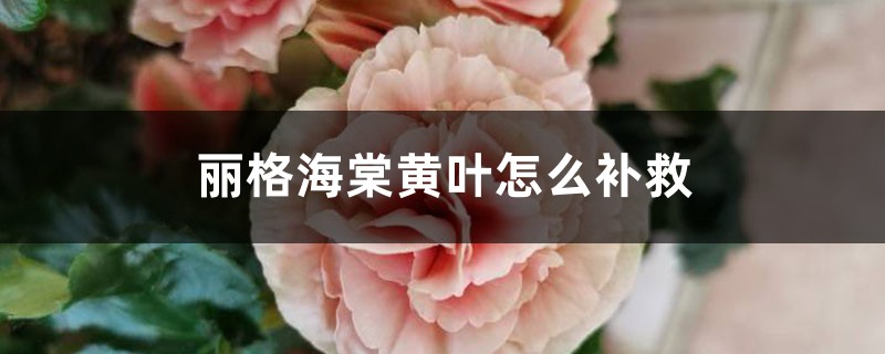 丽格海棠黄叶的原因和处理办法 丽格海棠黄叶的原因和处理办法