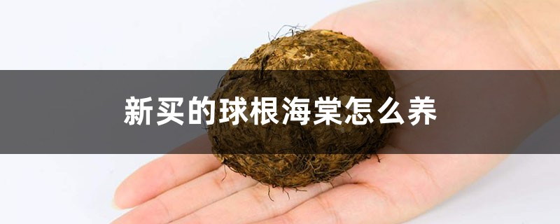 新买的球根海棠怎么养 新买的球根海棠怎么养