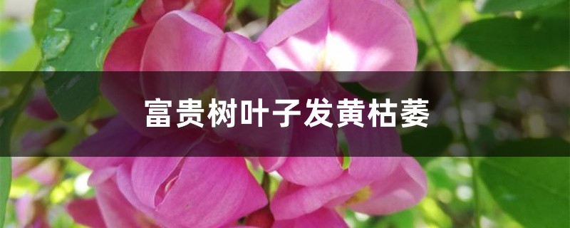 富贵树叶子发黄枯萎 富贵树叶子发黄枯萎